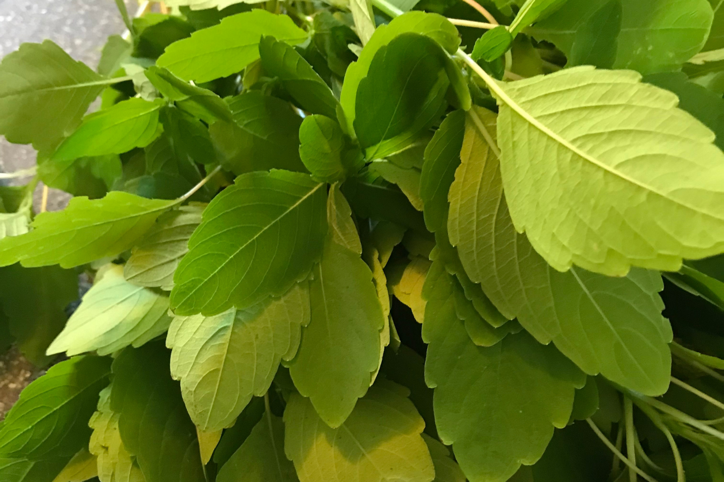 Jewelweed Salve, double infused with jewelweed, plantain, calendula 2 oz