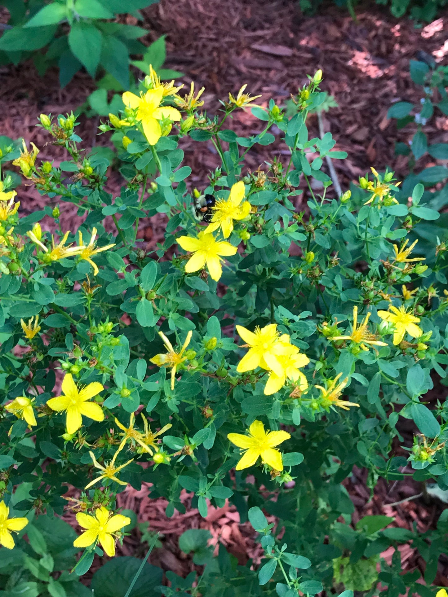 St. Johns Wort Herbal Infused Oil, fresh wildcrafted plant