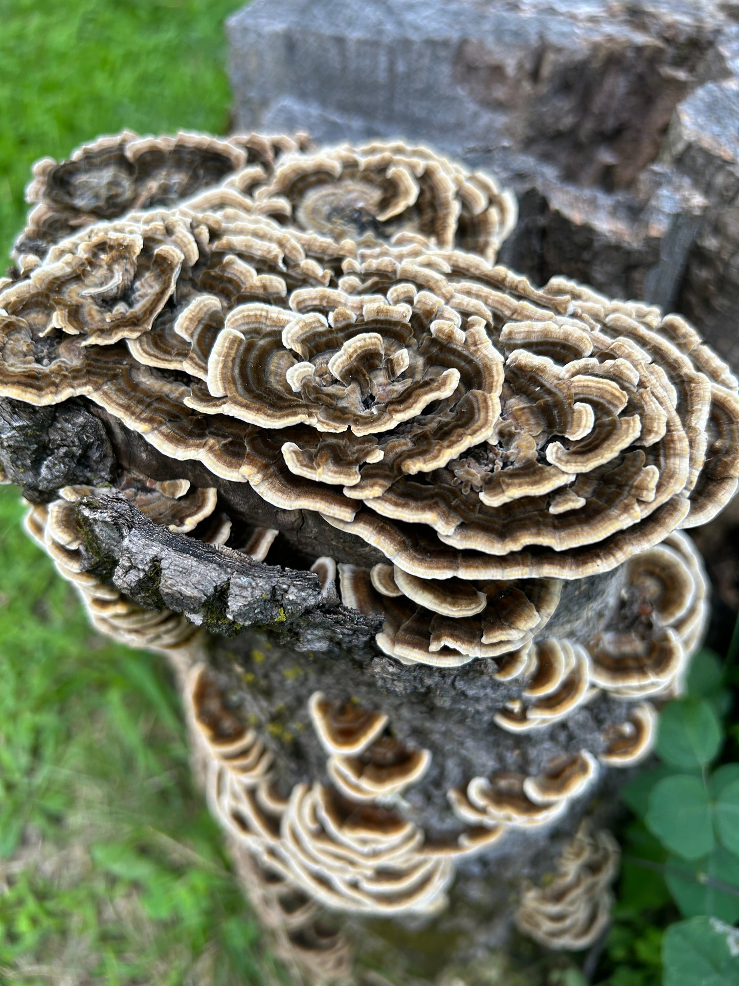 Turkey Tail Mushroom Tincture, small batch extract