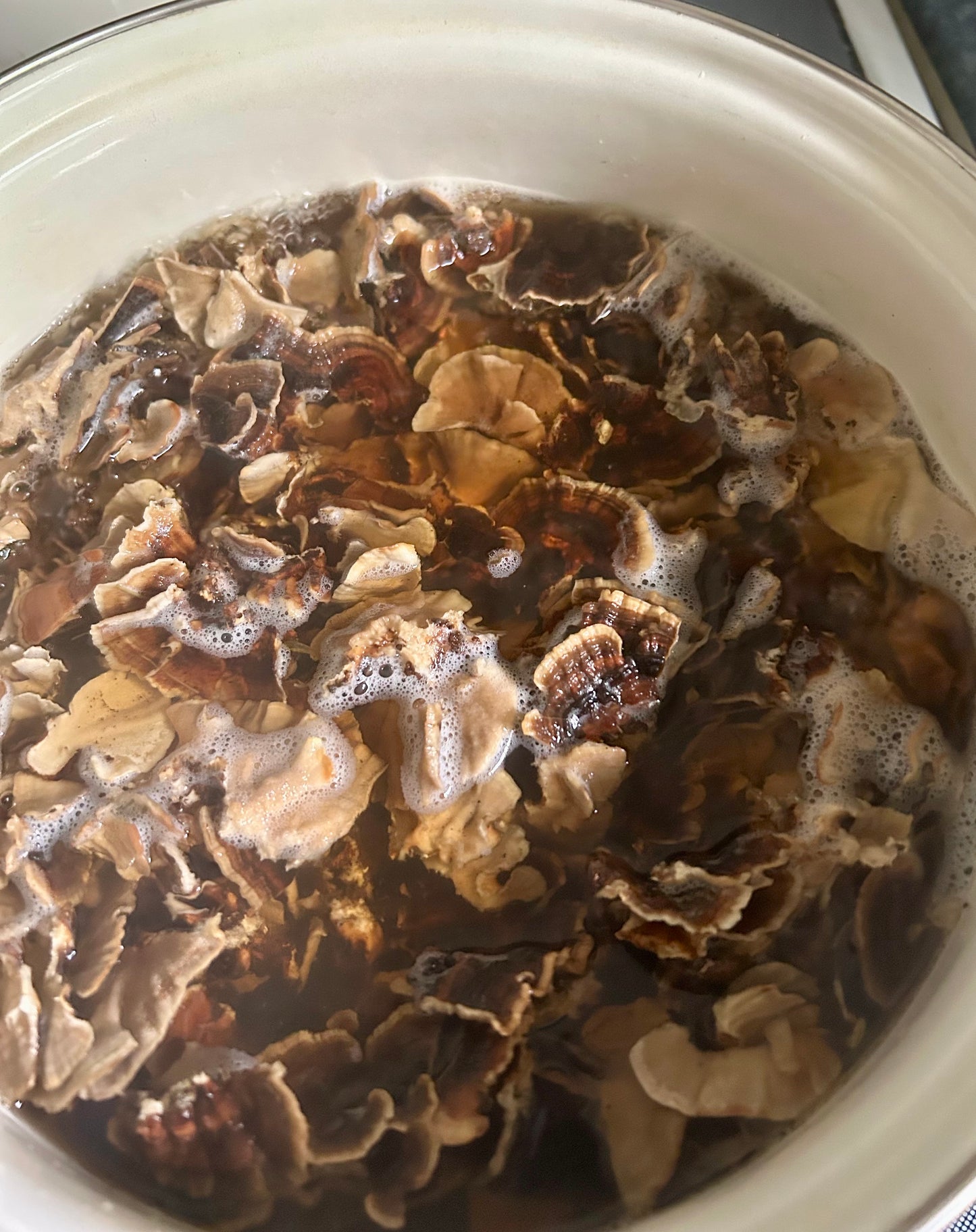 Turkey Tail Mushroom Tincture, small batch extract