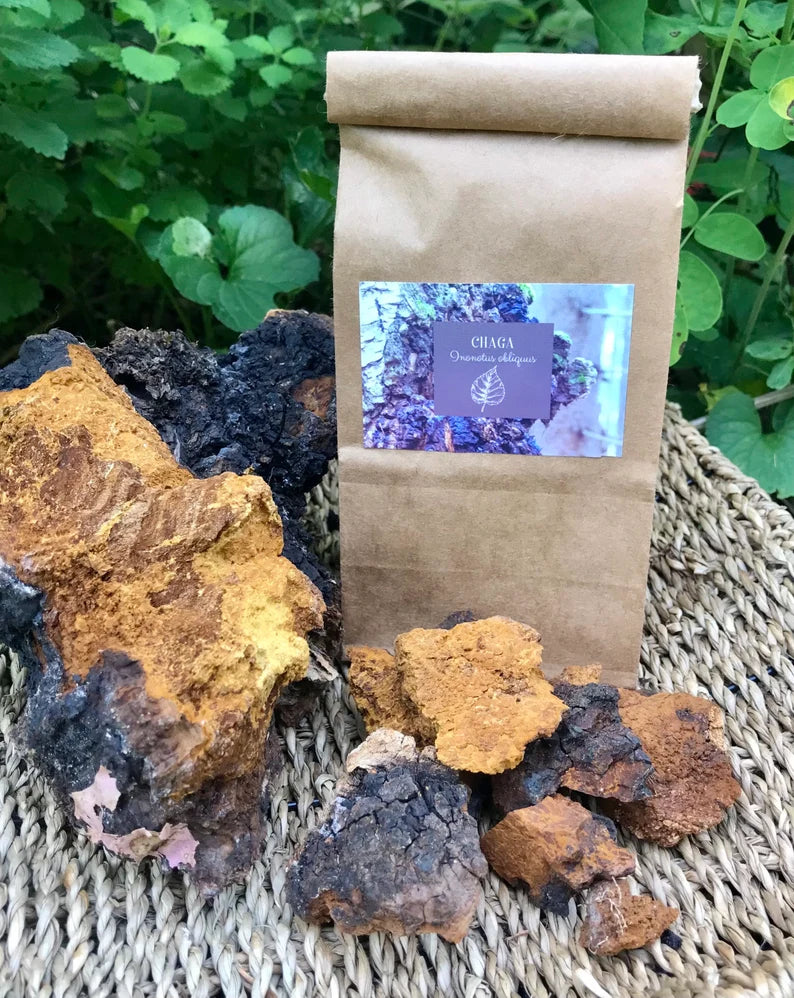 Chaga mushroom chunks for making teas, tinctures /, Inonotus obliquus, ethically wild harvested