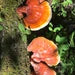 Wild Red Reishi slices dried, ethically harvested in northern Wisconsin. Ganoderma lucidum , mushroom of immortality