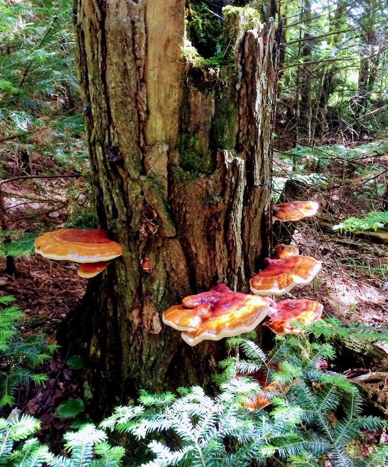 Wild Red Reishi slices dried, ethically harvested in northern Wisconsin. Ganoderma lucidum , mushroom of immortality