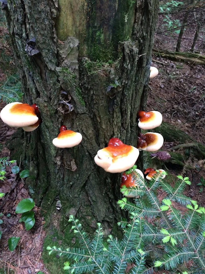 Wild Red Reishi slices dried, ethically harvested in northern Wisconsin. Ganoderma lucidum , mushroom of immortality