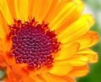 Nourishing Herbal Balm with Calendula, St. John’s Wort & Comfrey | Skin Soothing Care