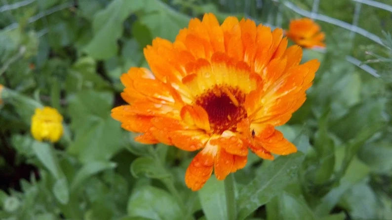 Jewelweed Soap Bar with Calendula & Plantain | Handmade Botanical Soap for Outdoor Skin Care