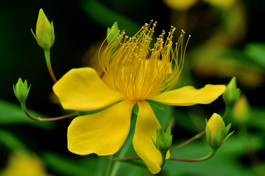 Meet the Plants, St johns Wort