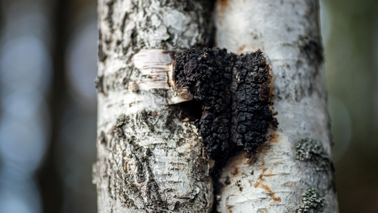 Chaga growing in a crevice on a birch tree