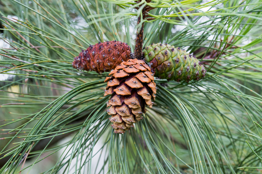 Meet the Plants: White Pine, Herbal Benefits, Folk History & Forest Remedies