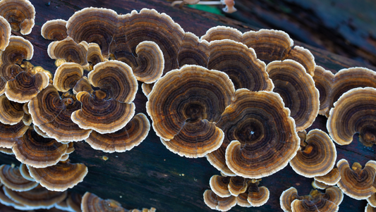 Meet Turkey Tail: Medicinal Mushroom Uses, Folklore & Field Notes