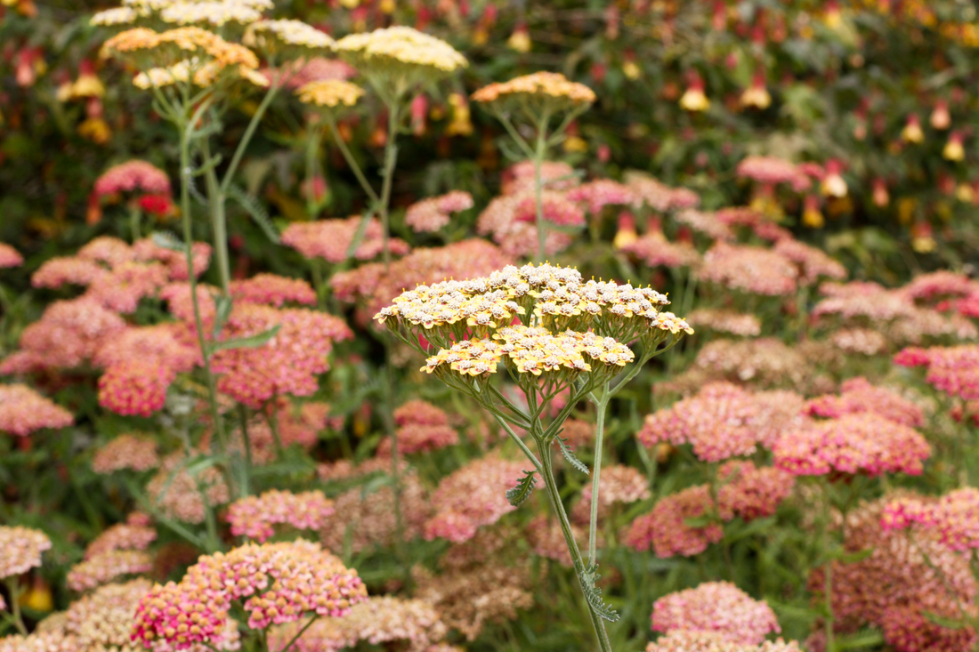 Meet Yarrow,  (Achillea millefolium) Guardián of the meadow