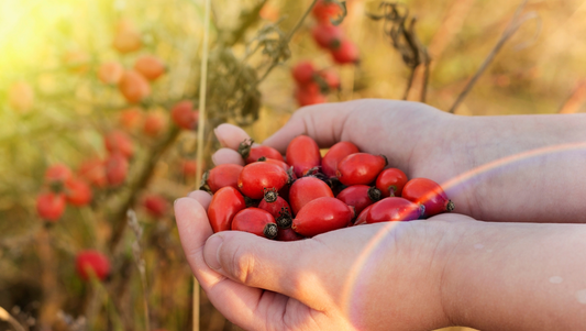 Meet the Plants: Rosehips,  Bright Jewels of Nourishment & Renewal