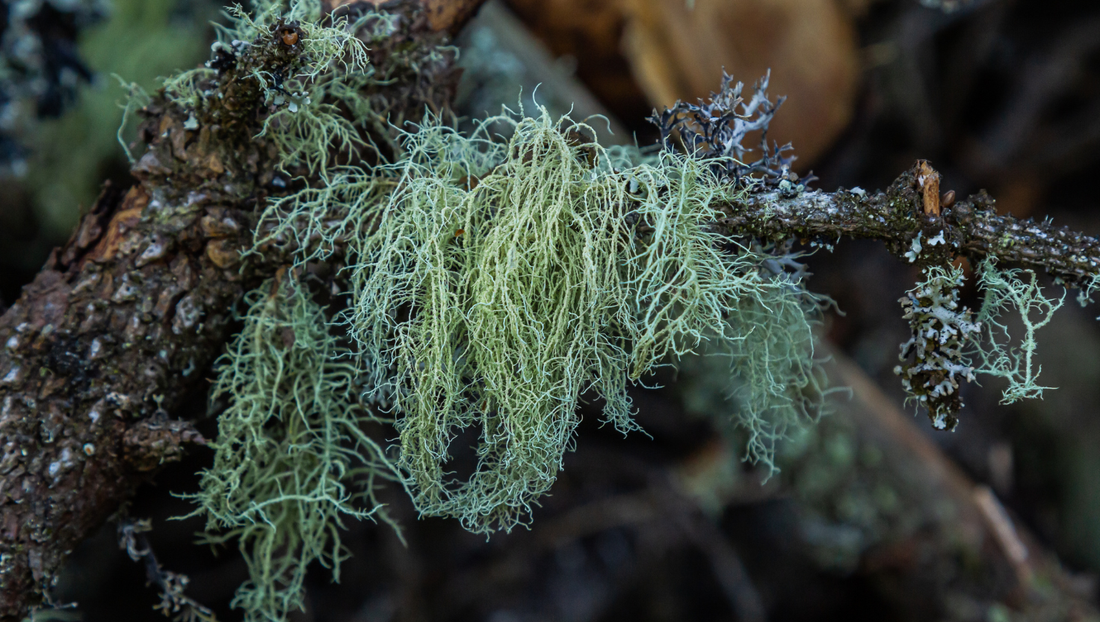 usnea on a branch
