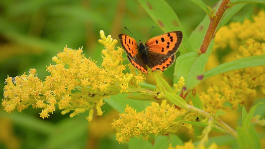Goldenrod Benefits & Uses,  Meet the Plant Ally for Muscles, Allergies & Sinuses