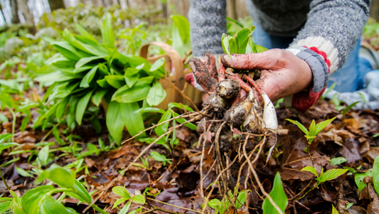 Foraging wild ramps (Allium tricoccum) in a woodland setting, showing roots, bulbs, and green leaves