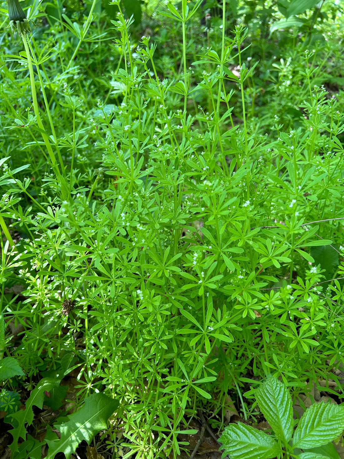 Cleavers Spring Meet the Plants: Cleavers – willowmoonsoaps.com