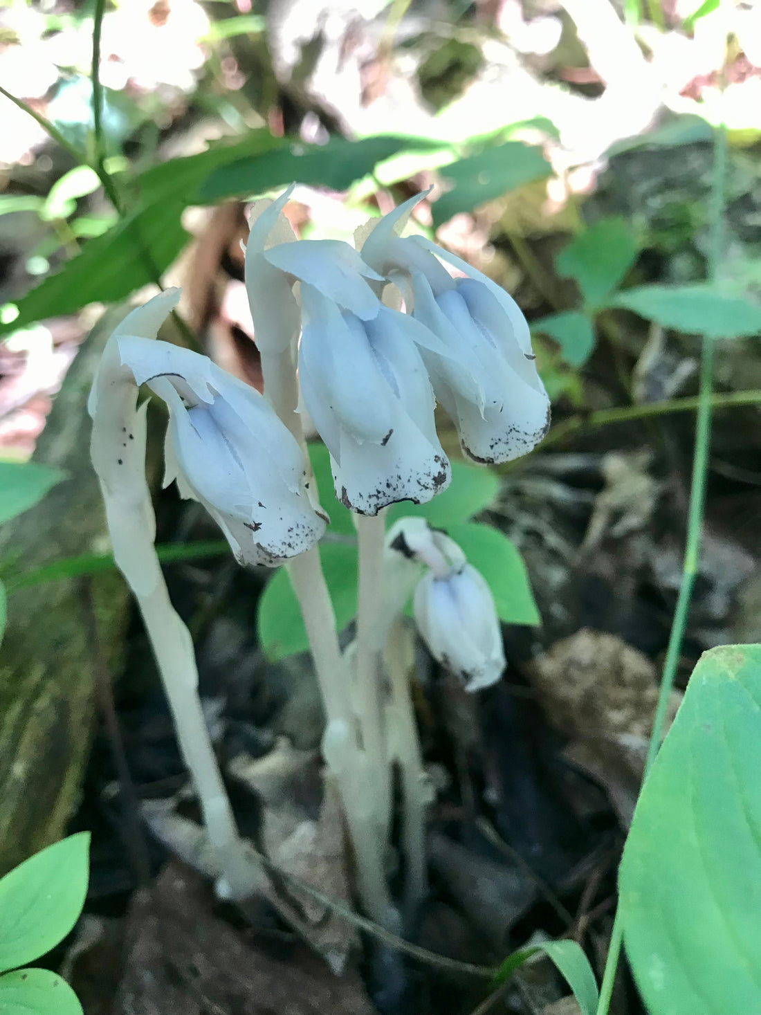 Meet the Plants: Ghost Pipe (Monotropa uniflora)