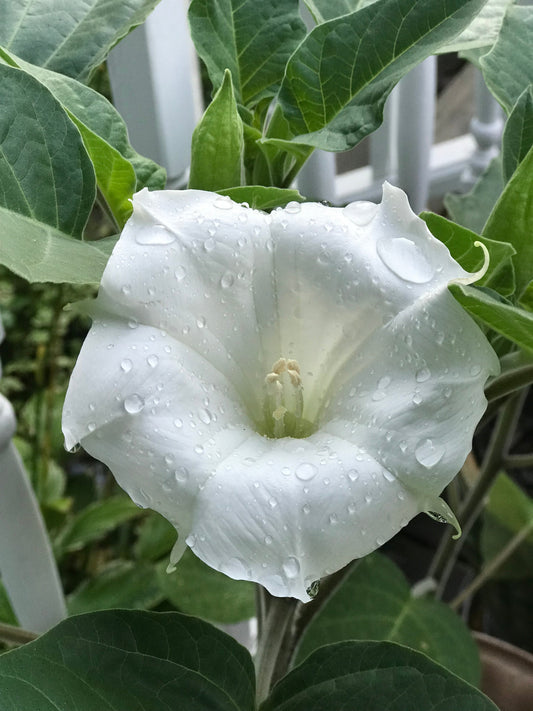 Cloaked in Green: Datura, The Moon’s Thorn