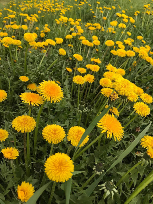field of dandelions in full bloom
