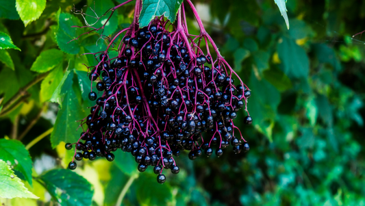 Elderberry in the Wild: Foraging, Folk Wisdom & Seasonal Recipes