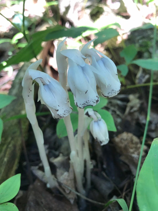 Meet the Plants: Ghost Pipe (Monotropa uniflora)