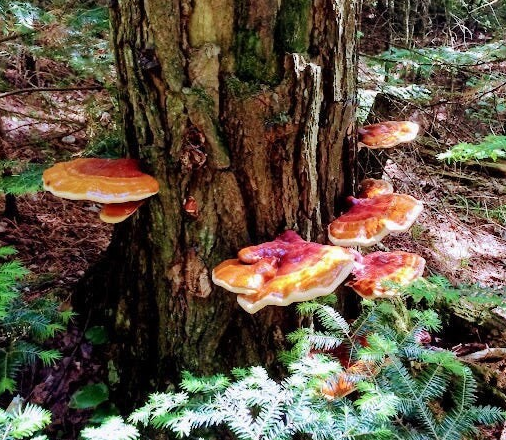 Bright orange-red Reishi mushrooms growing in tiers on a mossy, weathered tree trunk in a shaded forest. Evergreen branches and ferns surround the base, with dappled sunlight filtering through the trees.