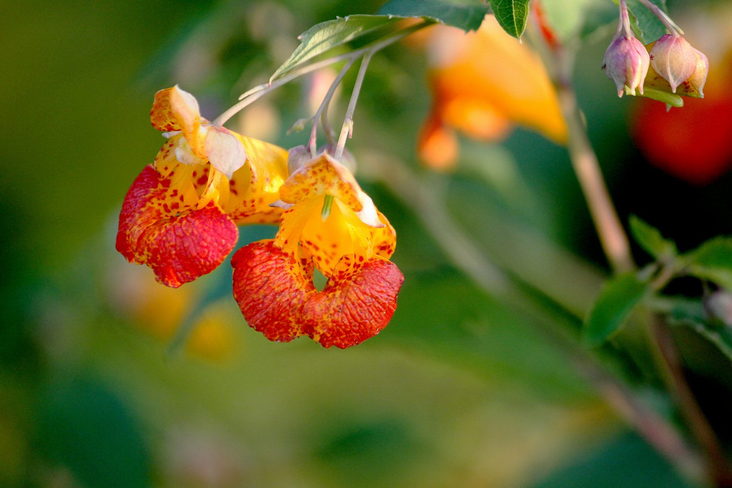 Jewelweed Salve, double infused with jewelweed, plantain, calendula   2 oz