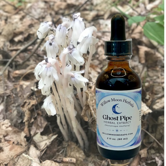 Ghost Pipe Herbal Tincture | Handcrafted with Wild Monotropa uniflora