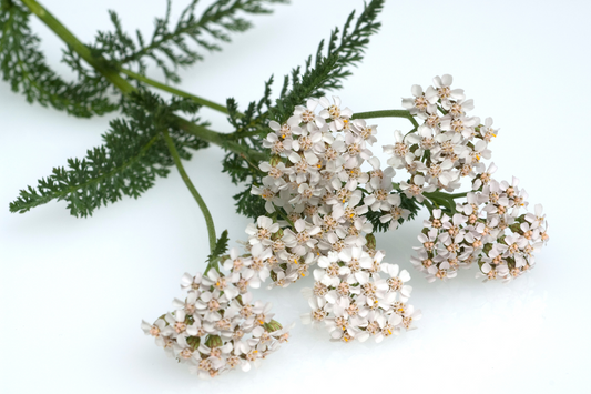 Yarrow Tincture (Achillea millefolium)   premium quality tincture, liquid herbal extract