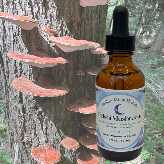 Reishi mushroom tincture Double extracted 2 oz,  Ganoderma lucidum