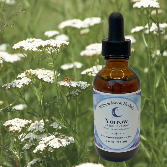 Yarrow Tincture (Achillea millefolium)   premium quality tincture, liquid herbal extract