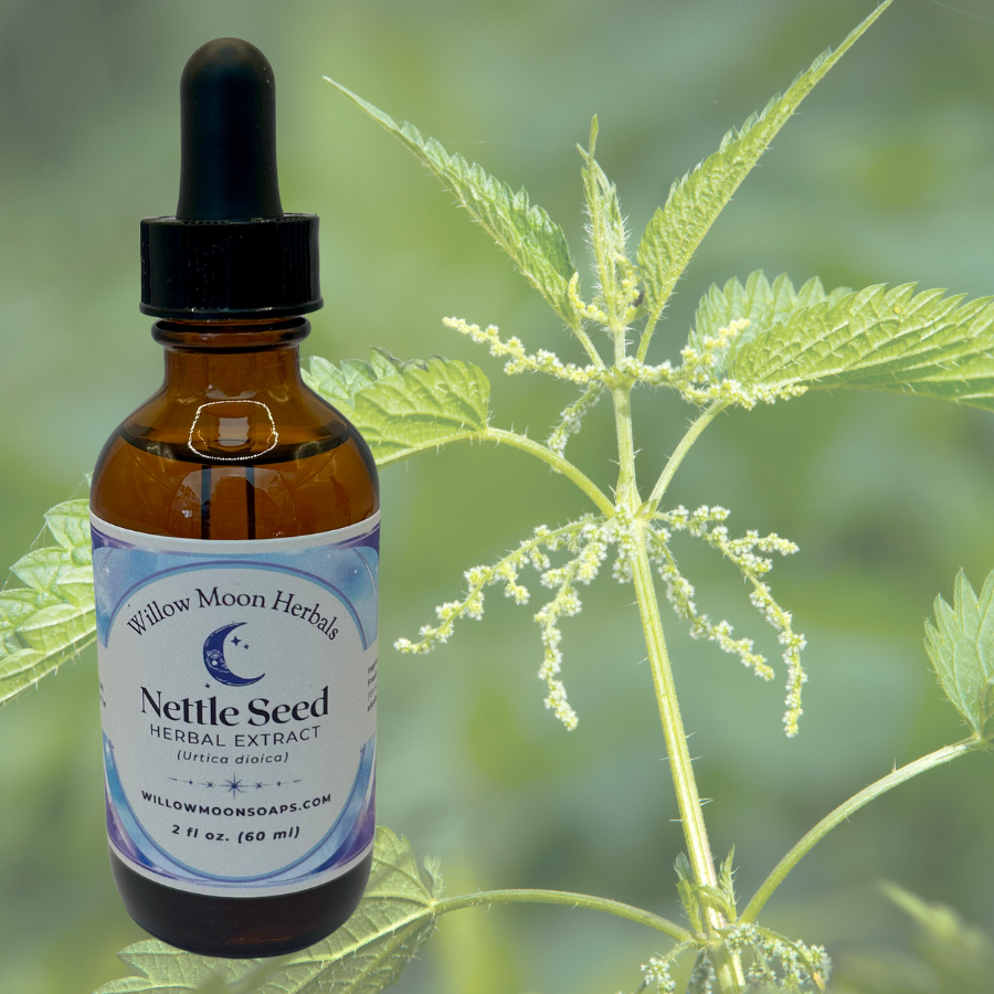 Nettle seed tincture (Urticaria dioica) liquid herbal extract