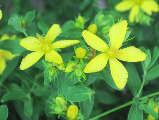 St. Johns Wort Herbal Infused Oil, fresh wildcrafted plant