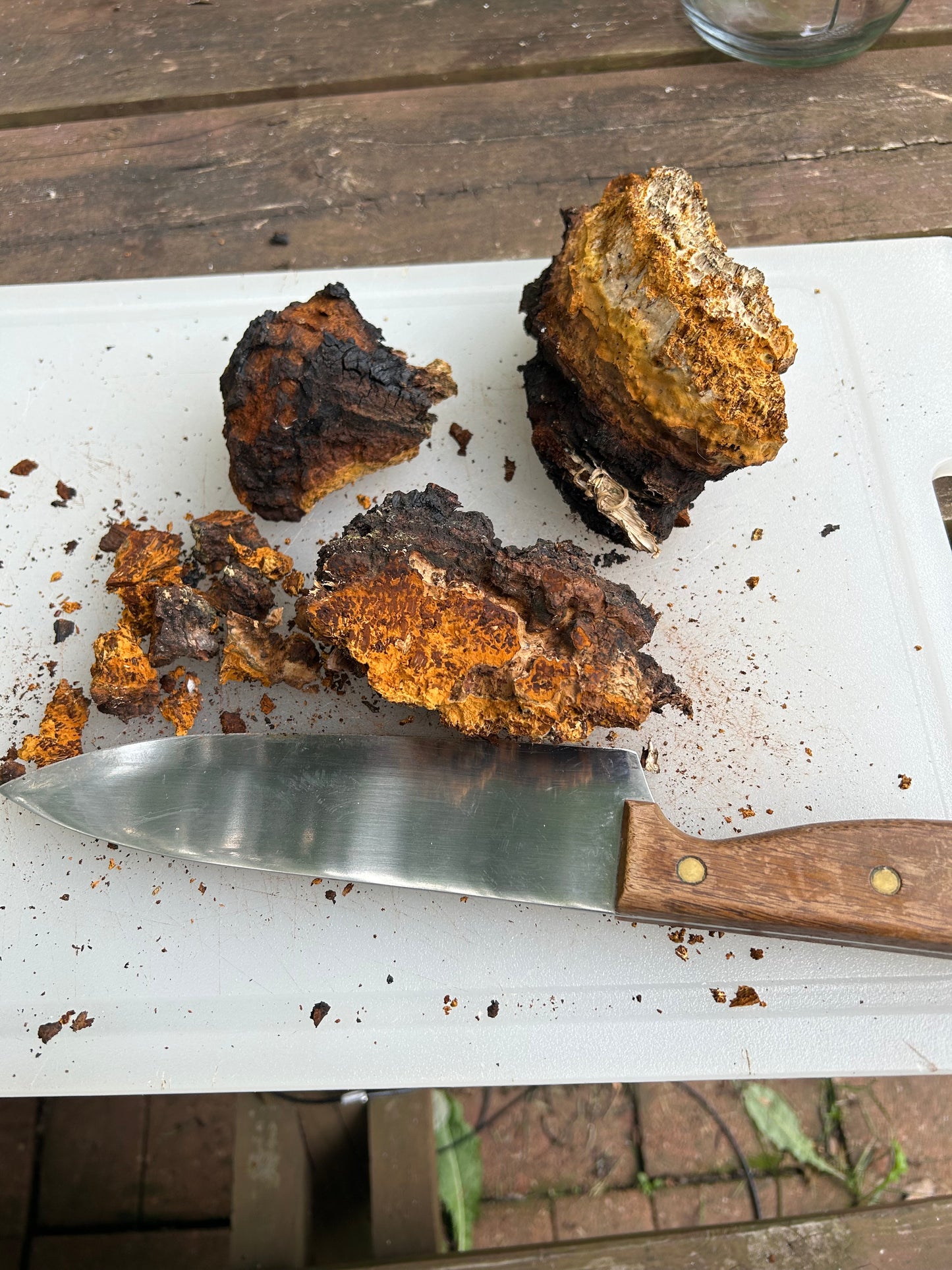 Chaga mushroom chunks for making teas, tinctures /, Inonotus obliquus, ethically wild harvested