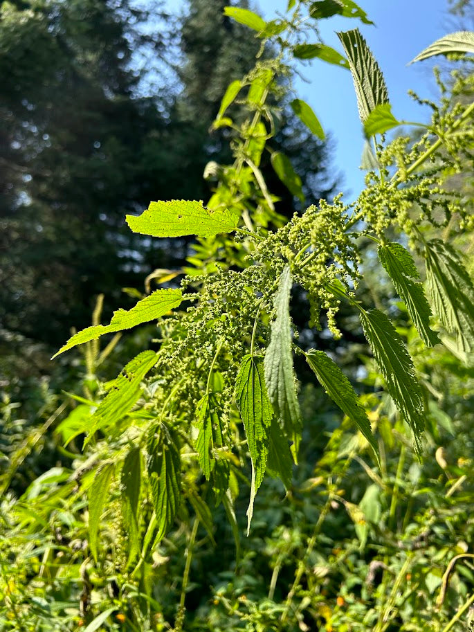 Nettle seed tincture (Urticaria dioica) liquid herbal extract