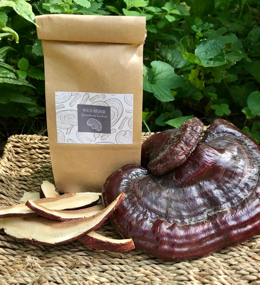 Wild Red Reishi slices dried, ethically harvested in northern Wisconsin. Ganoderma lucidum , mushroom of immortality