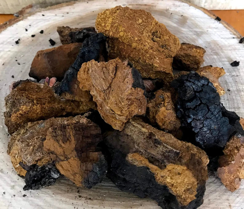 Chaga mushroom chunks for making teas, tinctures /, Inonotus obliquus, ethically wild harvested